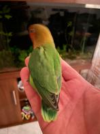 Agapornis Dwergpapegaai Lovebird Handtam bijt niet, Dieren en Toebehoren, Vogels | Parkieten en Papegaaien, Meerdere dieren, Dwergpapegaai of Agapornis