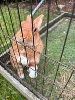 Gezocht: lief gecastreerd rammetje van 5+ om mee te matchen, Dieren en Toebehoren, Konijnen, Mannelijk, Middelgroot, 6 tot 8 jaar