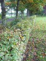 Haagbeuk Carpinus Betulus, Ophalen, Haagbeuk, Struik, 100 tot 250 cm