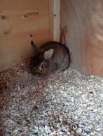 Te koop  leeuwenkop konijn vrouwtje, Dieren en Toebehoren, Konijnen, Vrouwelijk, Dwerg, 0 tot 2 jaar