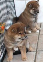 Prachtige Shiba inu pups, Nederland, Poolhond, Meerdere, Meerdere dieren