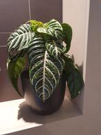 Gezonde plant in zwarte pot, Ophalen, Overige soorten, In pot, Minder dan 100 cm