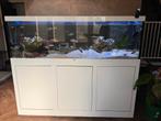 Compleet aquarium 650L incl vissen, Ophalen, Zo goed als nieuw, Gevuld zoetwateraquarium