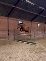 Lieve 4 jarige merrie (v. Casaron), Dieren en Toebehoren, Stalling en Weidegang