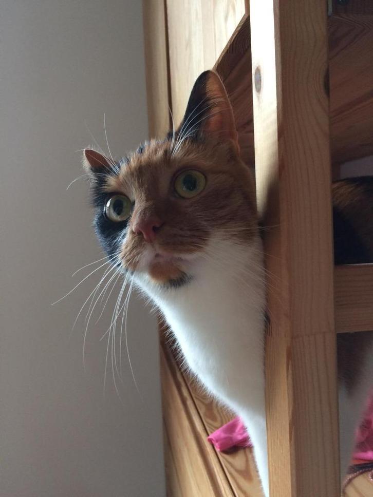 Vermist! Lapjeskat Zena uit Haren, Dieren en Toebehoren, Vermiste en Gevonden Dieren, Kat