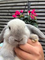 Súper mooi en lief nestje minilop - 3 Rammen - 3 Voedsters, Dieren en Toebehoren, Meerdere dieren, Klein, 0 tot 2 jaar