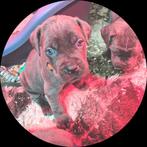 ❤️❤️CANE CORSO PUPS ❤️❤️, Dieren en Toebehoren, Honden | Bulldogs, Pinschers en Molossers, Overige rassen, 8 tot 15 weken, Meerdere