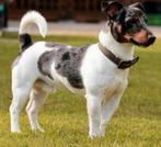 Ter dekking aangeboden Jack Russel, Dieren en Toebehoren, Honden | Dekreuen, Rabiës (hondsdolheid), Reu, Eén hond, 3 tot 5 jaar