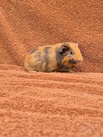 Gladhaar beertje choco/buff knuffel lief korthaar gevlekt, Cavia, Augustus, Mannelijk, Tam