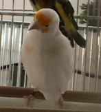 Distelvink Bruin Pastel Pop Bonte, Dieren en Toebehoren, Vogels | Overige Vogels, Vrouwelijk, Wildzangvogel, Geringd