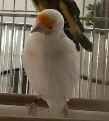 Distelvink Bruin Pastel Pop Bonte beschikbaar voor biedingen