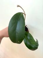 Hoya AH-073, Ophalen of Verzenden, Overige soorten, Minder dan 100 cm