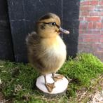 Taxidermie opgezet eendenkuikentje bruin/geel, Ophalen of Verzenden