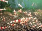 Crystal red garnalen, Dieren en Toebehoren, Kreeft, Krab of Garnaal, Zoetwatervis, Schoolvis