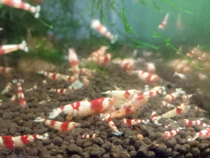 Crystal red garnalen, Dieren en Toebehoren, Vissen | Aquariumvissen, Zoetwatervis, Kreeft, Krab of Garnaal, Schoolvis