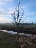 Eikeboom, Ophalen, Volle zon, Overige soorten, 400 cm of meer