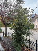 Steen eik (Quercus ilex) - Zelf uitsteken!, Tuin en Terras, Bloeit niet, Overige soorten, 250 tot 400 cm, Ophalen