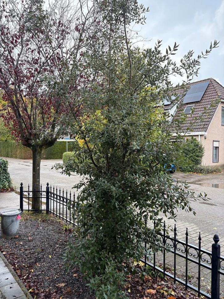 Steen eik (Quercus ilex) - Zelf uitsteken!, Tuin en Terras, Planten | Bomen, Overige soorten, 250 tot 400 cm, Volle zon, Bloeit niet