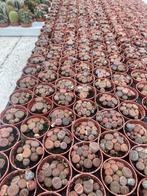 Cactus succulent levende steentjes Potmaat 5,5cm, Huis en Inrichting, Kamerplanten, Vetplant, Ophalen of Verzenden, In pot, Minder dan 100 cm