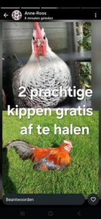 Gratis hanen, Dieren en Toebehoren, Pluimvee, Mannelijk, Kip