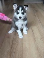 Pomsky husky look1reu 💙 blauwe ogen mag rond 5 januari weg, Dieren en Toebehoren, Honden | Poolhonden, Keeshonden en Oertypen