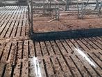 Jongveestal inrichting 40 boxen, voerhek, rubbermat,, Zakelijke goederen, Agrarisch | Agrarisch Onroerend goed, Ophalen, Tot 1 ha