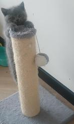 Britse korthaar kittens, Dieren en Toebehoren, Katten en Kittens | Raskatten | Korthaar, Meerdere dieren, Ontwormd, 0 tot 2 jaar