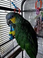 GRATIS!   Prachtige Venezuela Amazone. Gratis!!!, Dieren en Toebehoren, Vogels | Parkieten en Papegaaien, Mannelijk, Papegaai