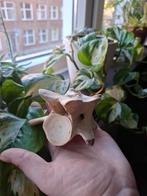 Edelhert Wervel - Natuurlijke Decoratie, Verzamelen, Dierenverzamelingen, Ophalen of Verzenden, Gebruikt, Hert, Opgezet dier