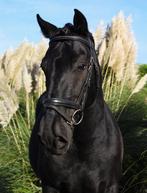 Lief, mooi en bijzonder Murgese paard, Ruin, Zadelmak, 160 tot 165 cm, Recreatiepaard