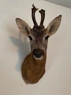 Prachtige opgezette reebok kop, Ophalen of Verzenden, Zo goed als nieuw, Wild dier, Opgezet dier