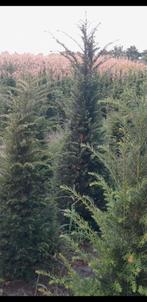 Taxus baccata., Tuin en Terras, Planten | Struiken en Hagen, Ophalen of Verzenden, Taxus, Haag, 100 tot 250 cm