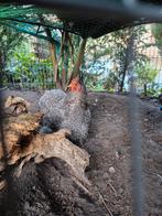 Gratis af te halen 5 cochin kriel kippen, Dieren en Toebehoren, Pluimvee, Vrouwelijk, Kip