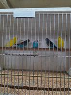 Grasparkieten, Meerdere dieren, Parkiet