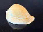 schelpen Cypraea Armeniaca 87mm, Ophalen of Verzenden, Schelp(en)