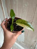 Philodendron Subhastatum Variegata - Zeldzame Schoonheid!, Ophalen of Verzenden
