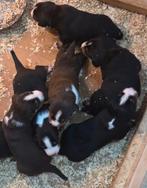 Appenzeller Sennen pups te koop, Dieren en Toebehoren, Amfibie, 0 tot 2 jaar