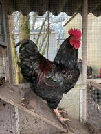 Mooie grote Haan barnevelder 7 maand oud .groot soort, Mannelijk