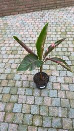 Musa nono#bananenplant, Ophalen of Verzenden, Volle zon, Overige soorten, Minder dan 100 cm
