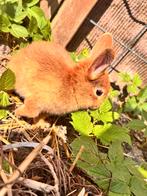 Twee  mooie konijnen éen voor €15  twee voor €25, Dieren en Toebehoren, Konijnen