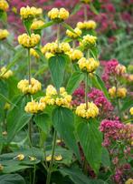 Phlomis Russeliana (Brandkruid), Overige soorten, Volle zon, Vaste plant, Ophalen of Verzenden