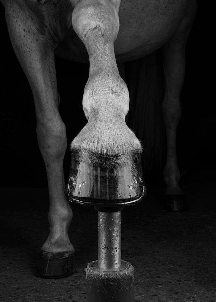 Hoefsmid aangeboden, Dieren en Toebehoren, Paarden en Pony's | Verzorgingsproducten, Zo goed als nieuw, Ophalen of Verzenden