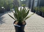 Yucca carnerosana te koop Palmexpert bomen en plantencentrum, Tuin en Terras, Planten | Bomen, Overige soorten, Minder dan 100 cm