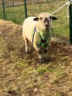 Hampshire Down dekram, Dieren en Toebehoren, Schapen, Geiten en Varkens, Mannelijk, Schaap