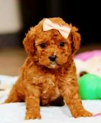 Gezocht rode mini labradoodle pup teefje, Dieren en Toebehoren, Overige rassen, 8 tot 15 weken, Teef, Eén hond