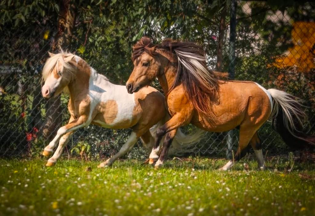 Nmprs/bmp 1e premie hengst 83cm (ter dekking), Hengst