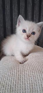 Ragdoll/britse korthaar kittens, Dieren en Toebehoren, Meerdere dieren, Ontwormd, 0 tot 2 jaar