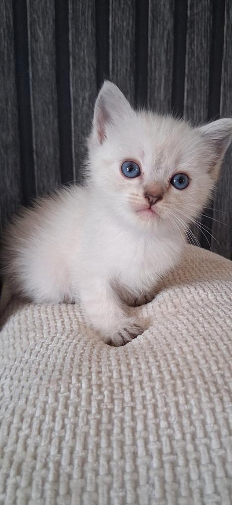 Ragdoll/britse korthaar kittens, Dieren en Toebehoren, Katten en Kittens | Raskatten | Langhaar, Meerdere dieren, 0 tot 2 jaar