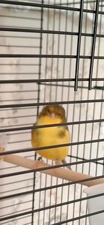 Gloster consort man, Dieren en Toebehoren, Mannelijk