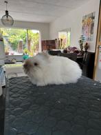 Teddy dwerg konijn, Dieren en Toebehoren, Konijnen, Mannelijk, Dwerg